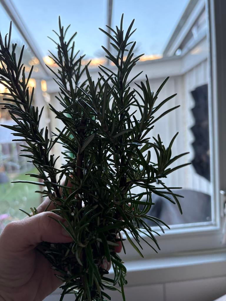 Rozemarijn / rosemary - 20 gram, Volle zon, Vaste plant, Ophalen of Verzenden, Kruiden