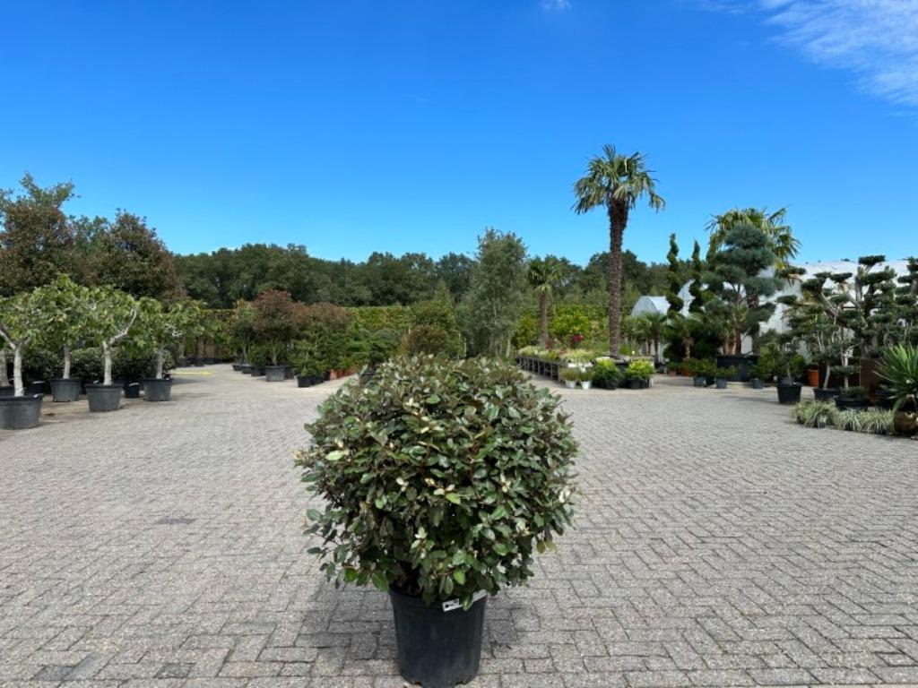 Elaeagnus ebbingei - Olijfwilg bol 70/80 cm te koop, In pot, Halfschaduw, Lente, Minder dan 100 cm