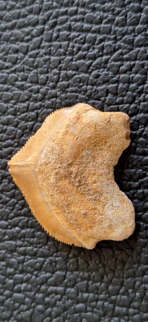 Squalicorax Pristodontus haaientand uit Marokko, Ophalen of Verzenden, Fossiel