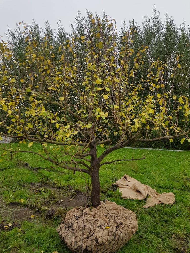 Oude Reine Victoria en Opal Laagstam Pruim 22 jaar, Ophalen, 250 tot 400 cm, Kersenboom, Lente