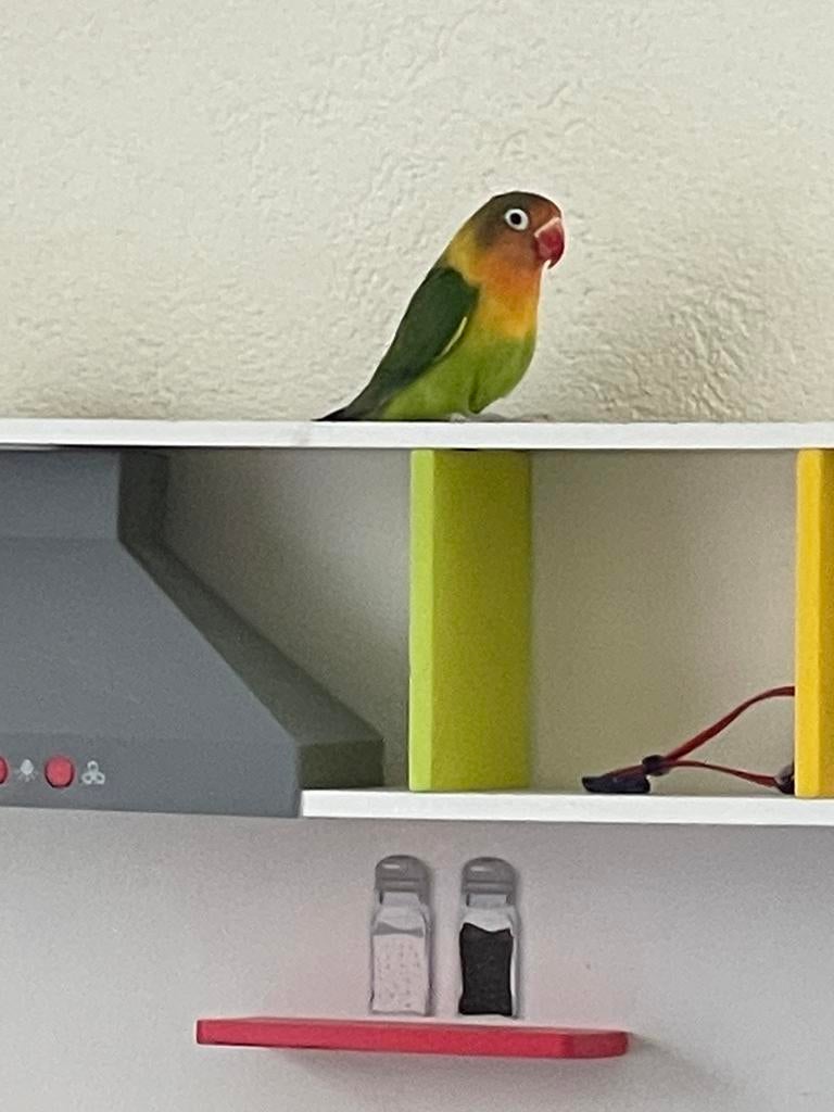 Prachtige Agapornis Dwergpapegaai Handtam Diverse Kleuren, Meerdere dieren, Dwergpapegaai of Agapornis, Geringd