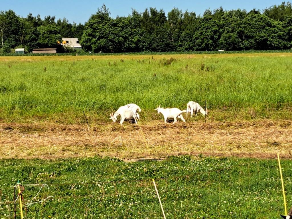 Vrijwilliger gezocht voor dierenverzorging, Vacatures, LBO / VMBO, Starter, Overige vormen