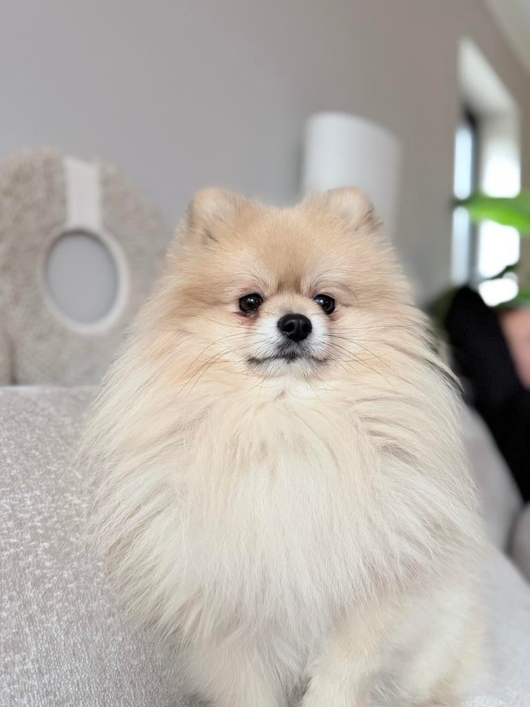 Pomeranian Dekreu Kindvriendelijk (NIET TE KOOP), Dieren en Toebehoren, Honden | Dekreuen, Reu, 1 tot 2 jaar, Parvo, Eén hond