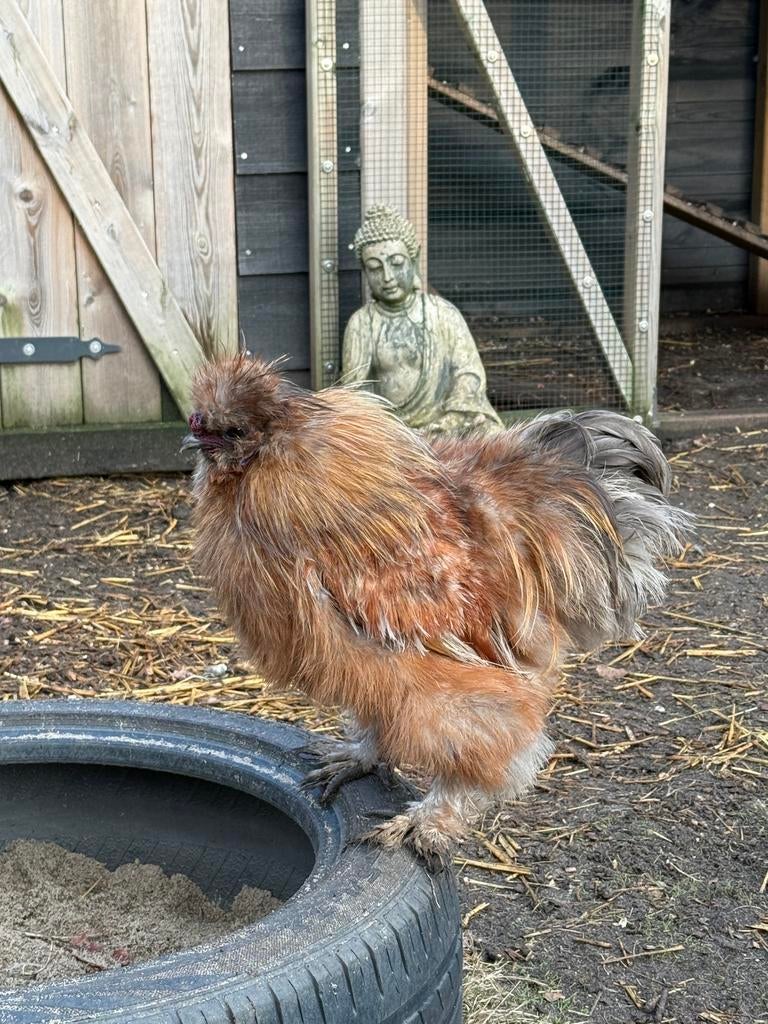 Zijdehoender haan gratis, Meerdere dieren, Kip