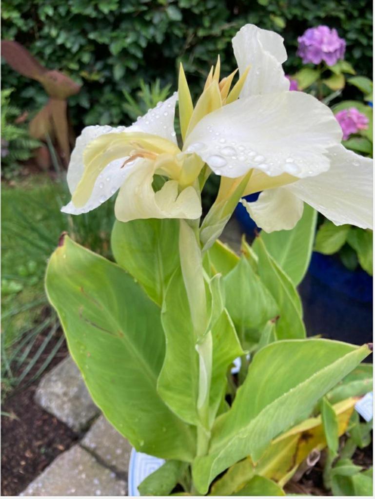 Canna zaden Vanilla cream, Ophalen of Verzenden, Volle zon