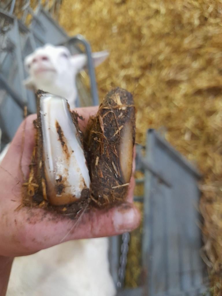 Schapen & geiten bekappen., Dieren en Toebehoren, Meerdere dieren, Schaap
