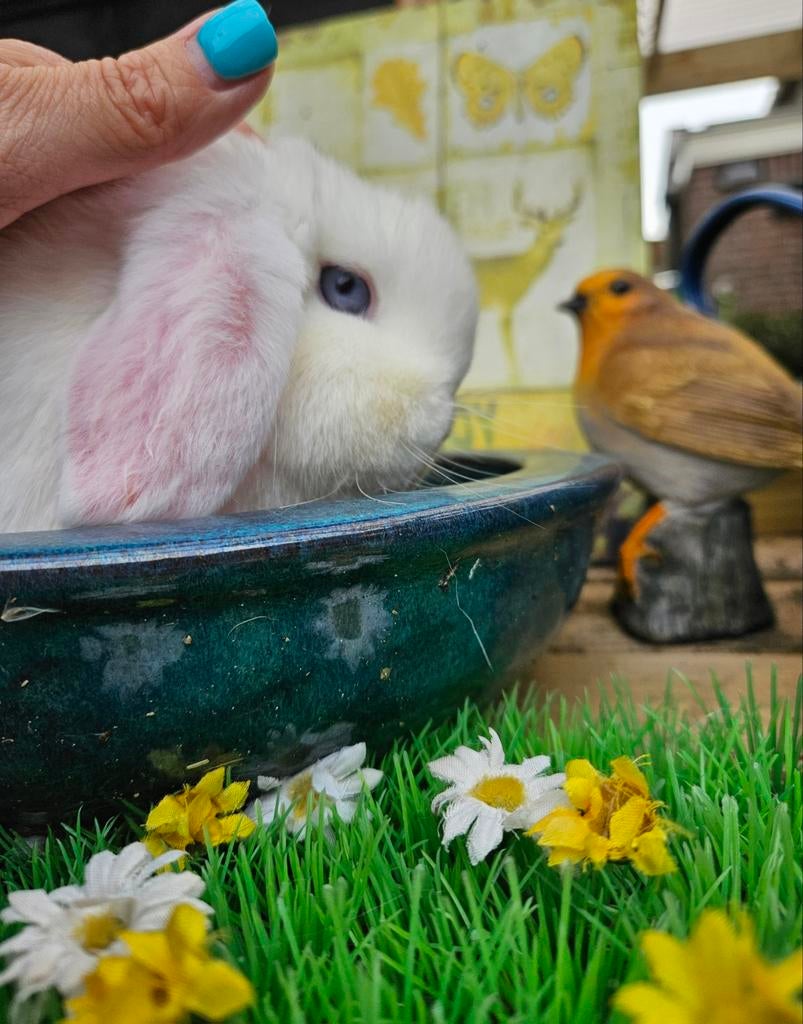Lieve minilop dame prachtige witte blauwoog, Dieren en Toebehoren, Konijnen, Vrouwelijk, Dwerg, Hangoor