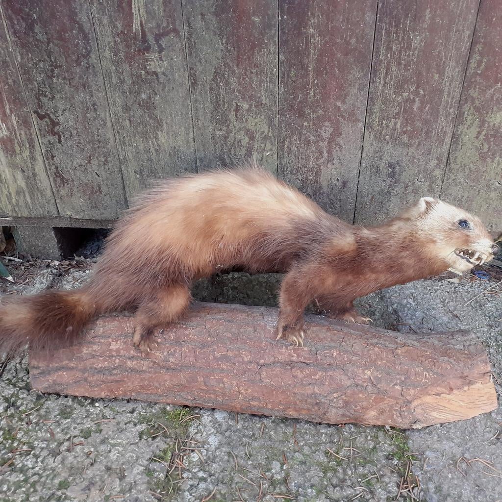 Opgezette marter op boomstam, wanddecoratie, Verzamelen, Dierenverzamelingen, Ophalen of Verzenden, Opgezet dier