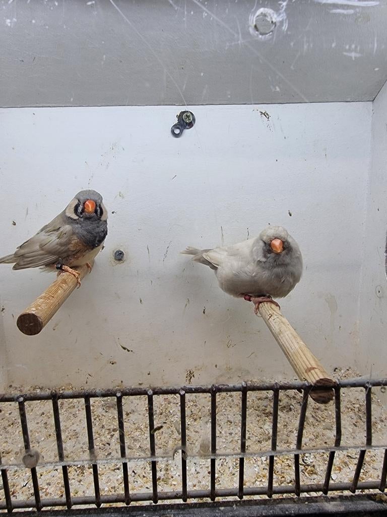 Te koop koppel charcoal Pastel, Meerdere dieren