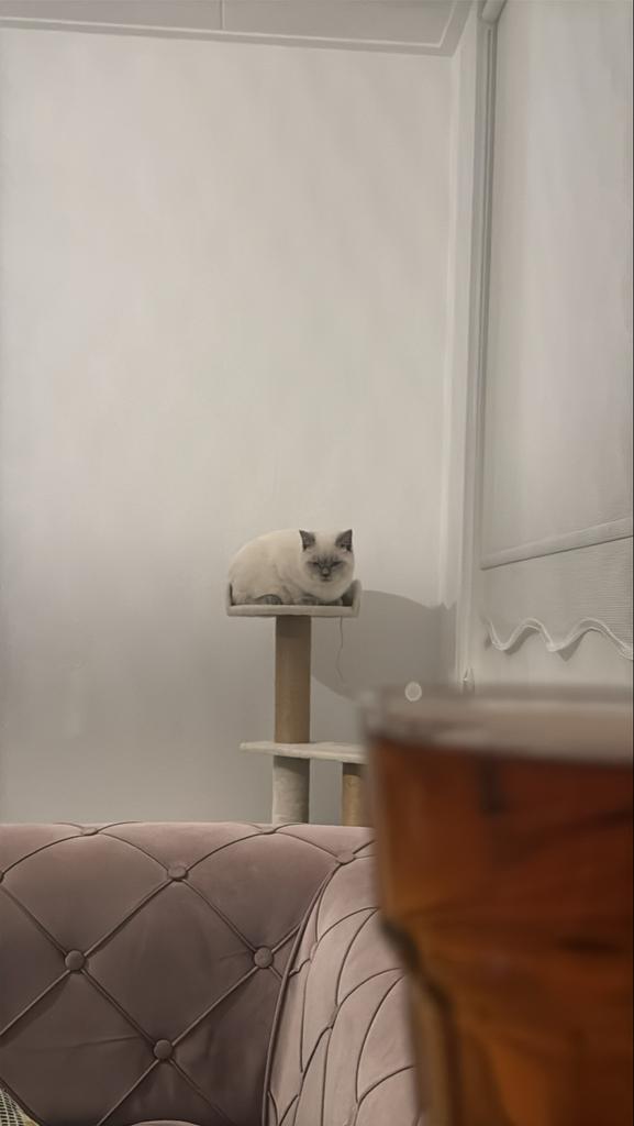 British Shorthair, Poes, Met stamboom, 0 tot 2 jaar