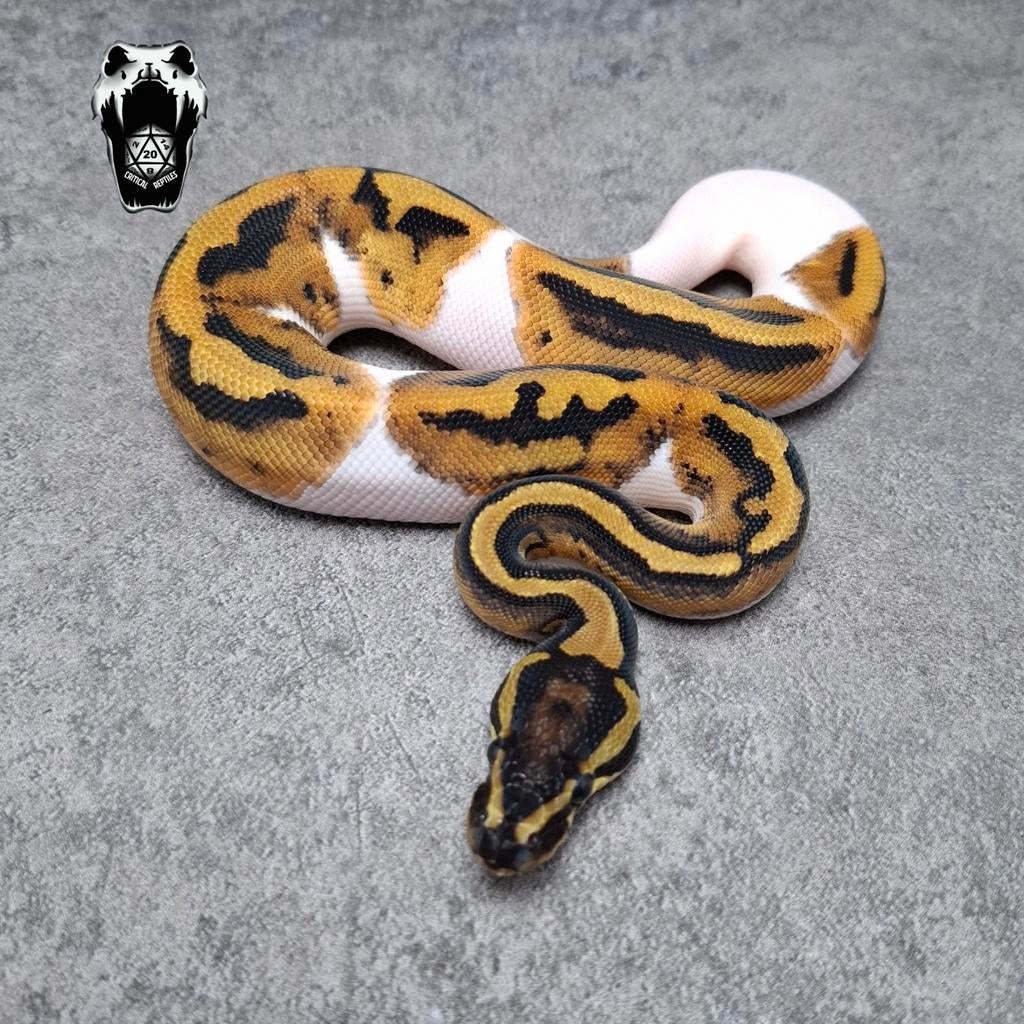 0.1 Piebald ballpython NK25 (python regius), Dieren en Toebehoren, Slang, Tam, 0 tot 2 jaar