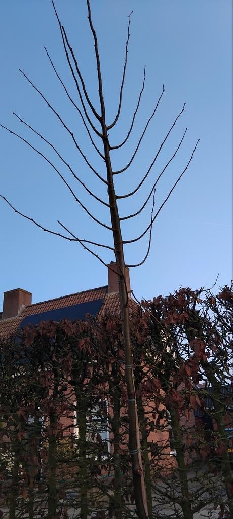 Tilia palida, Tuin en Terras, Ophalen of Verzenden, Volle zon, Overige soorten