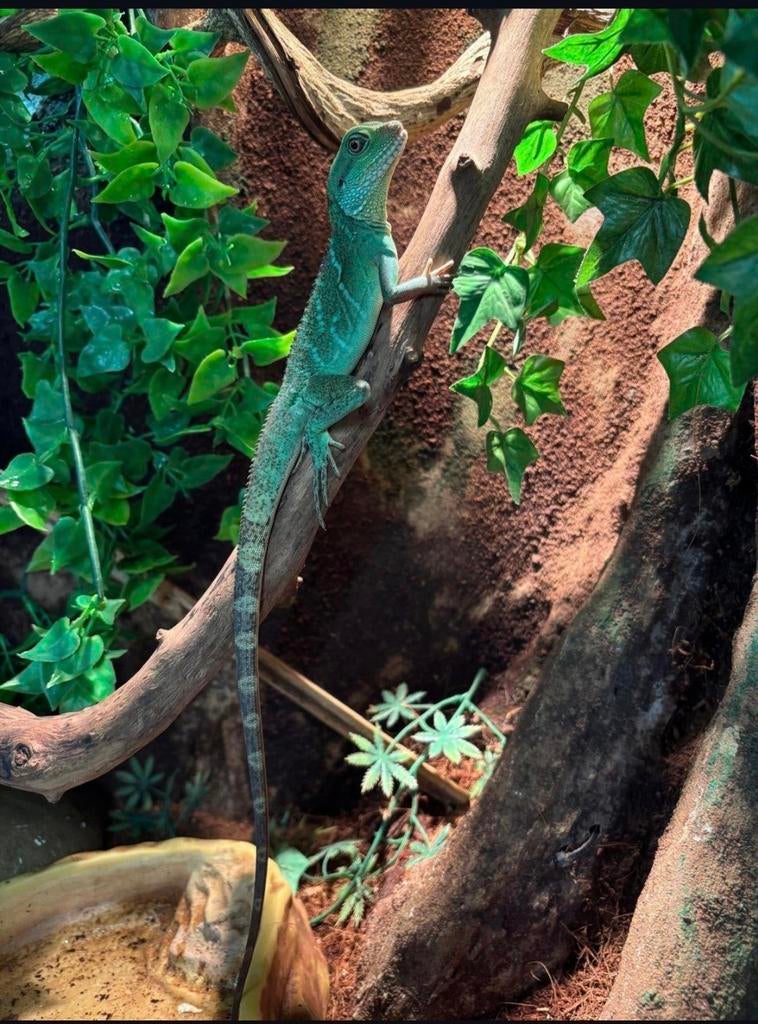 Jonge Indochinese wateragame, Dieren en Toebehoren, Hagedis, Tam, 0 tot 2 jaar