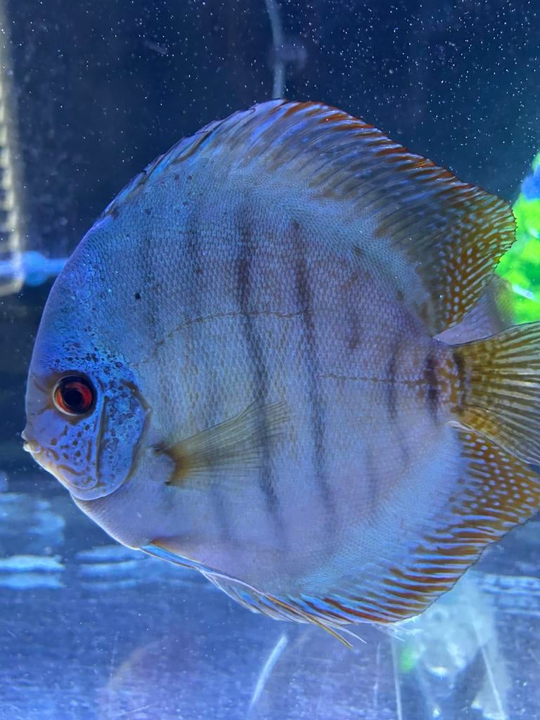 Discusvissen, Dieren en Toebehoren, Vissen | Aquariumvissen, Vis