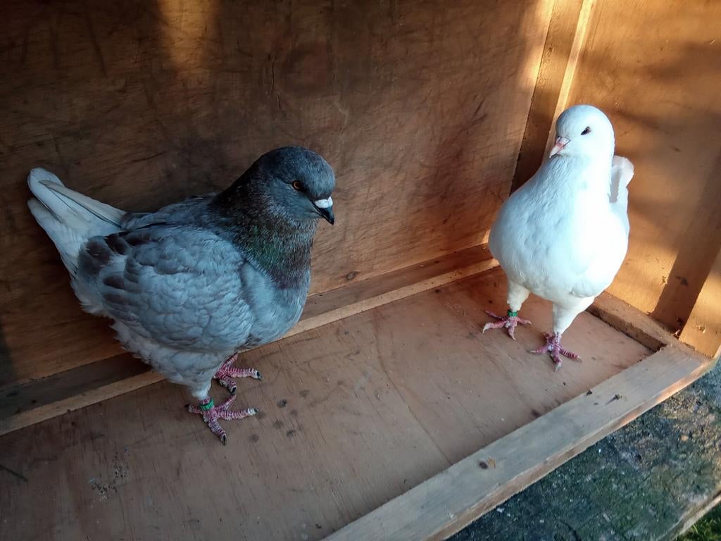 Mooi koppel kingduiven, Dieren en Toebehoren, Meerdere dieren, Overige soorten