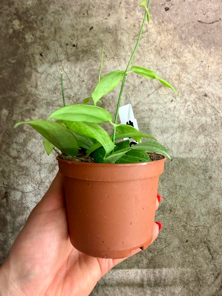 Hoya Fitchii p9, Huis en Inrichting, Kamerplanten, Overige soorten, In pot, Minder dan 100 cm, Bloeiende kamerplant