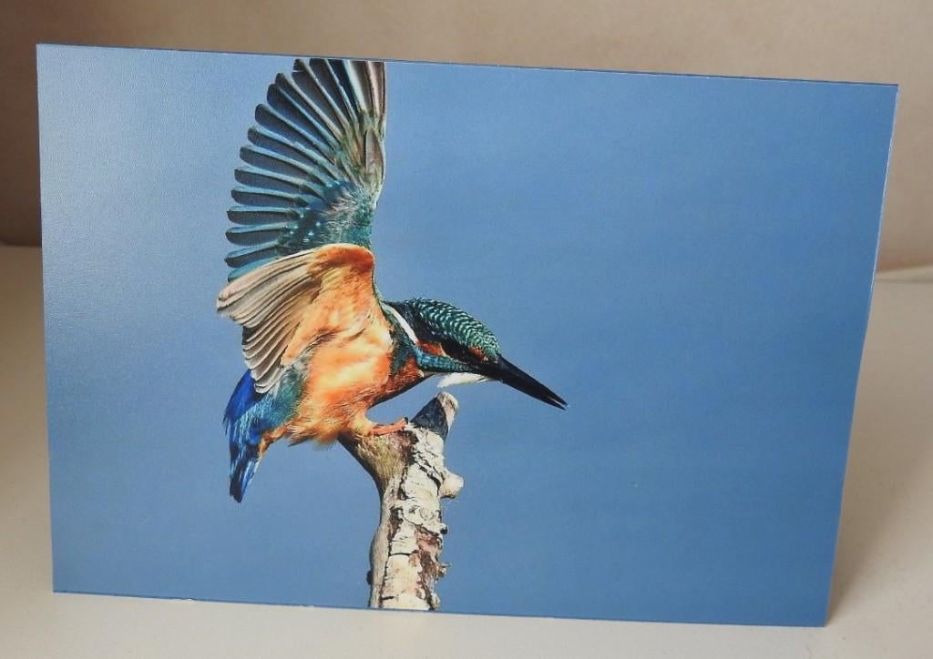 Kaart IJsvogel, Verzenden, Nieuw, Natuur