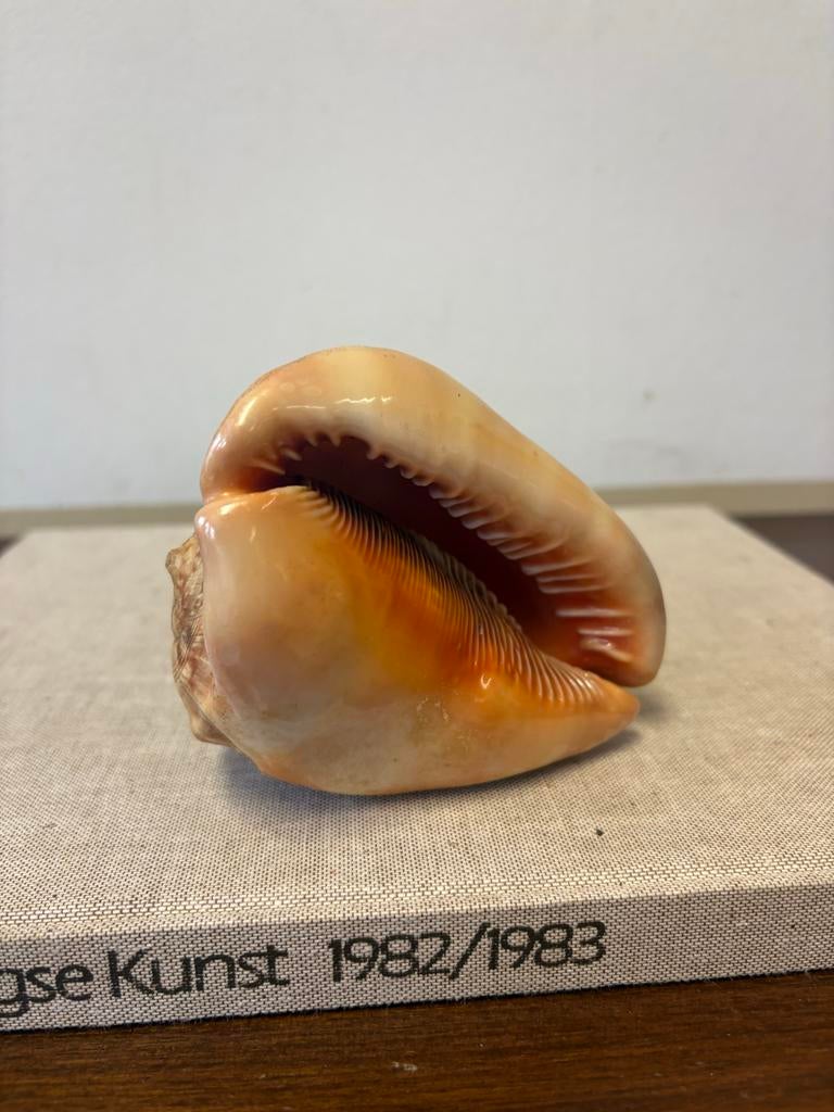 Prachtige Grote Rode Helm Schelp - Perfecte Staat, Ophalen of Verzenden, Overige typen