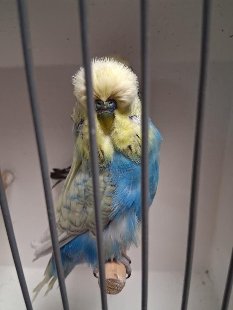 Mooi koppel engelse grasparkieten, Dieren en Toebehoren, Vogels | Parkieten en Papegaaien, Meerdere dieren, Parkiet