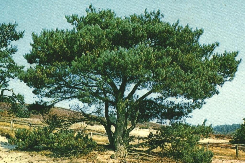 802374 Voorthuizen Gld 1970 Dennenoord  zegel Bevrijding, Ophalen of Verzenden, 1960 tot 1980, Gelopen, Gelderland