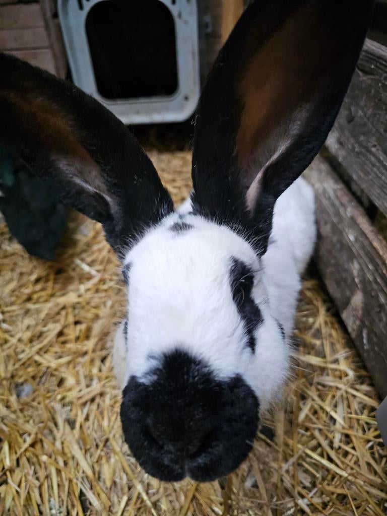 Aangeboden mooie jonge lotharing ram, Dieren en Toebehoren, Konijnen, Mannelijk, Groot, 0 tot 2 jaar