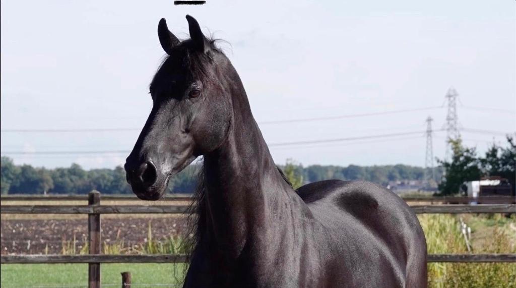 Fries, Dieren en Toebehoren, Merrie, Dressuurpaard