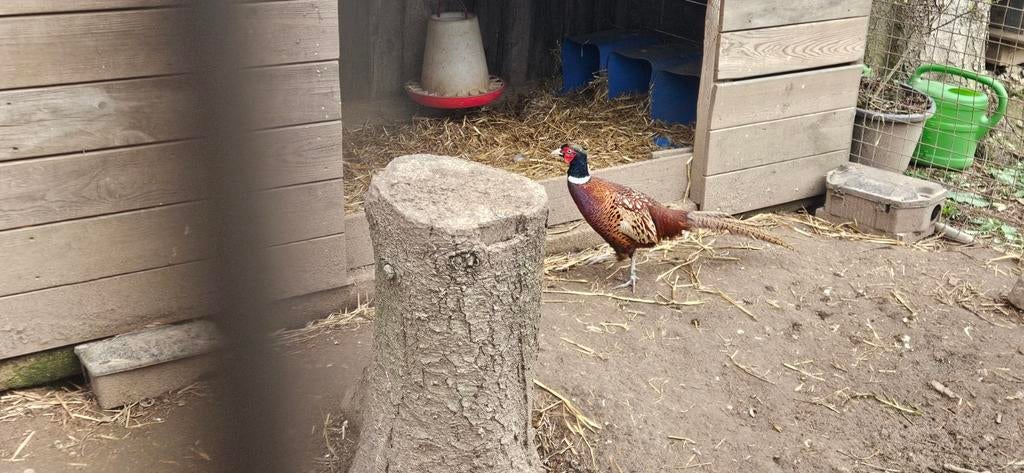 Bosfazant haan geringd te koop of ruilen voor een hen, Dieren en Toebehoren, Vogels | Overige Vogels