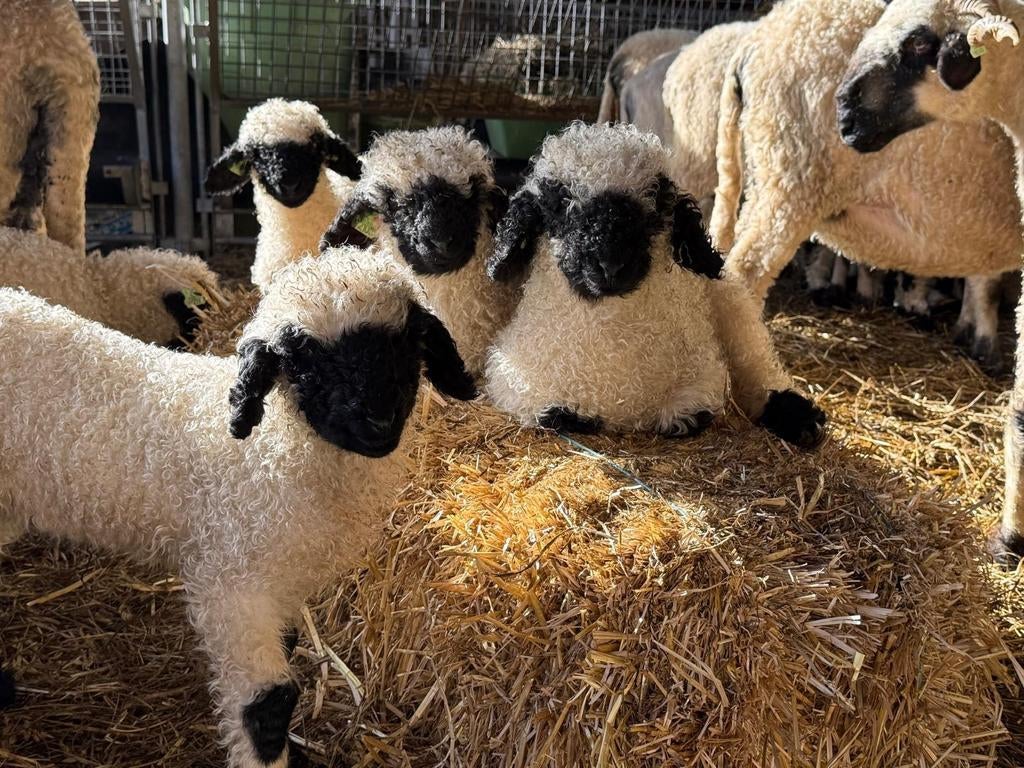 Walliser schwarznase ramlammeren, Dieren en Toebehoren, Schapen, Geiten en Varkens, Mannelijk, Schaap, 0 tot 2 jaar