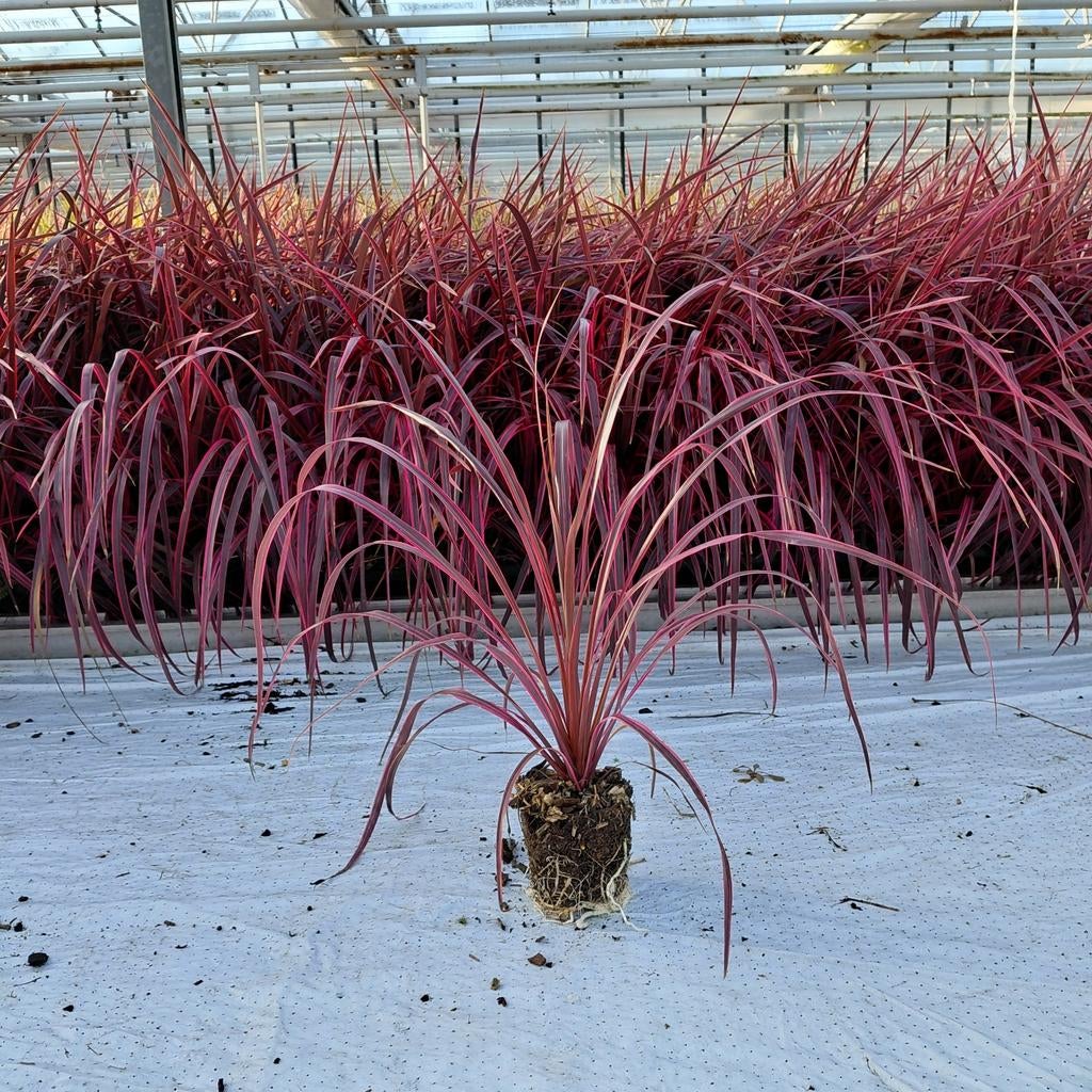 Cordyline 'Salsa' | Rode Koolpalm | Verzending!, Tuin en Terras, Planten | Tuinplanten, Ophalen of Verzenden, Overige soorten