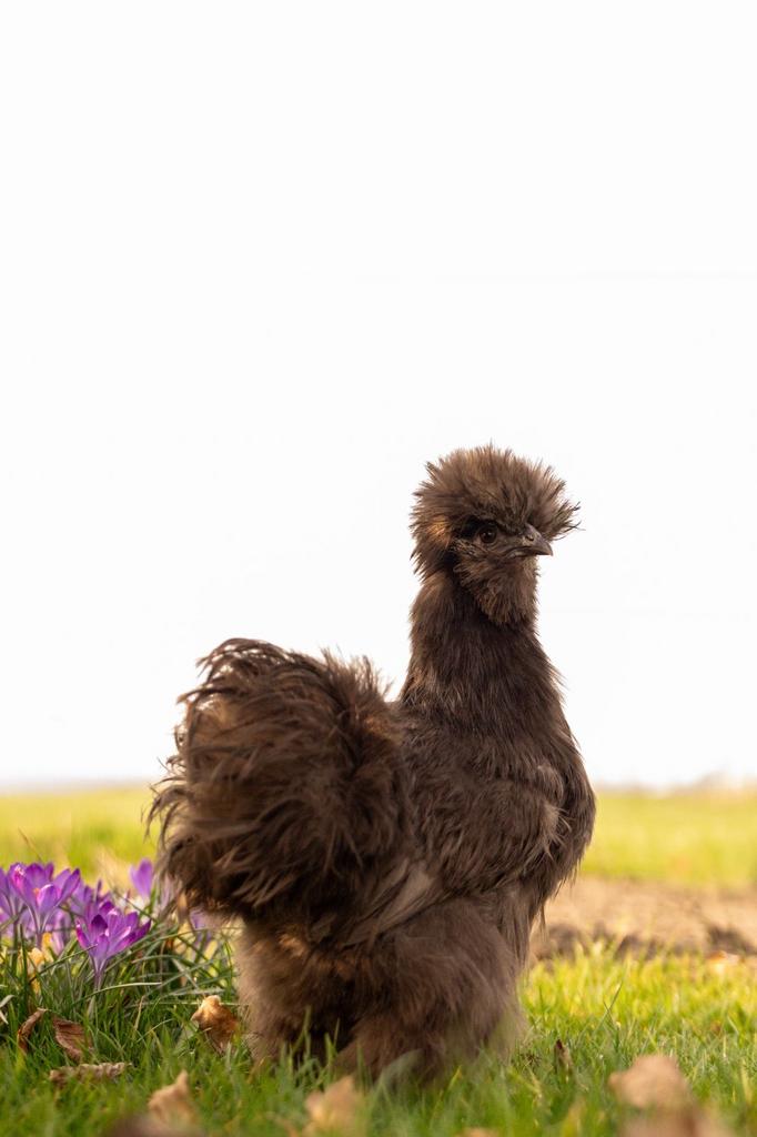 Broedeieren usa zijdehoen kippen, Dieren en Toebehoren, Pluimvee, Kip, Geslacht onbekend