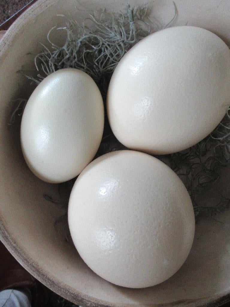 1 NANDOE EI uitgeblazen (heb er 2) / pasen, Ophalen of Verzenden