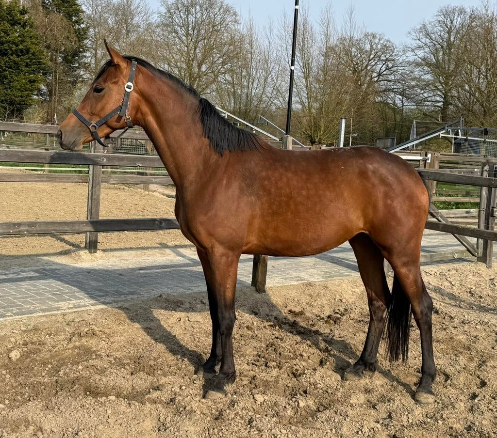 3 jarige So Perfect merrie, Dieren en Toebehoren, Merrie, Dressuurpaard, 3 tot 6 jaar