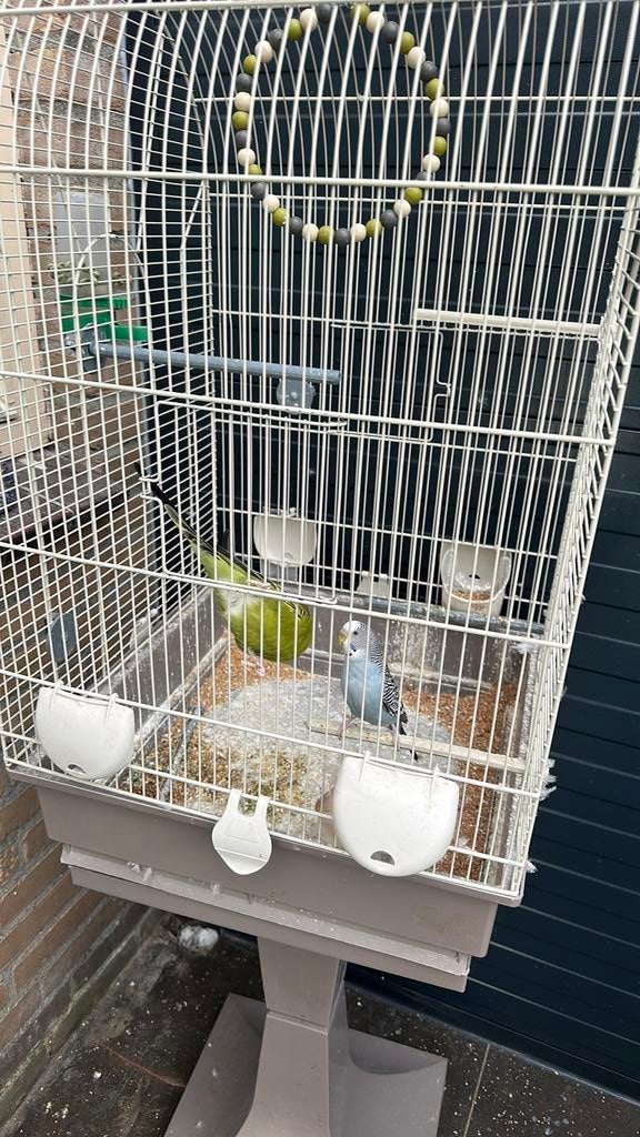 Mooie vogels en een kooi, Dieren en Toebehoren, Vogels | Parkieten en Papegaaien, Meerdere dieren, Parkiet