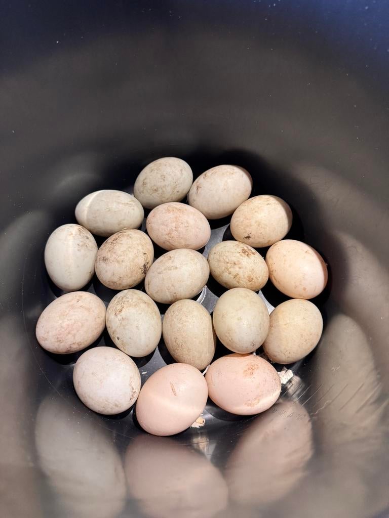 Loopeend broedeieren, Geslacht onbekend, Eend