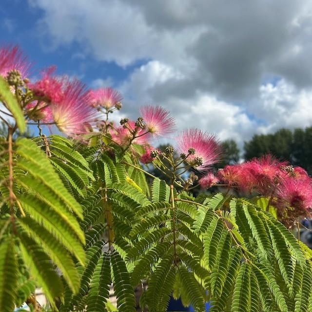Albizia of Slaapboom, Ophalen of Verzenden, Zomer, In pot, 100 tot 250 cm