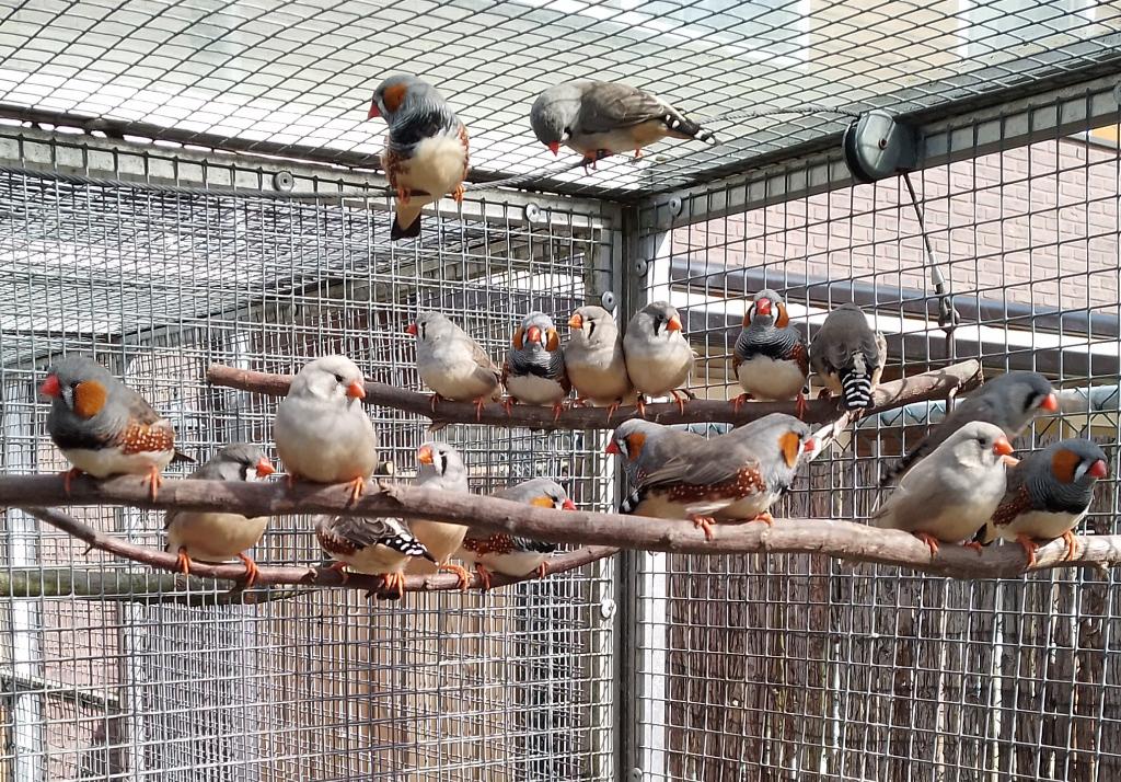 zebravinken, Meerdere dieren, Tropenvogel