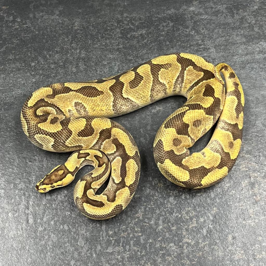 0.1 Enchi Fire YB 100% th Amur DG Clown, Ball Python Ball Python - female for sale from Tom