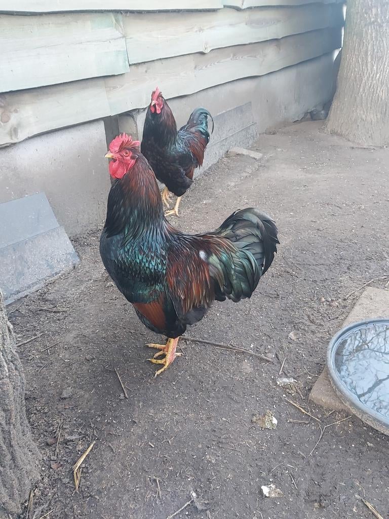 Hanen barnevelder, Dieren en Toebehoren, Pluimvee, Mannelijk, Kip