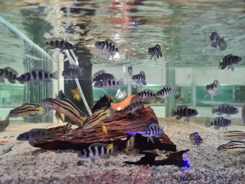 Neolamprologus Tretocephalus Tanganyika Cichliden, Dieren en Toebehoren, Vis, Zoetwatervis