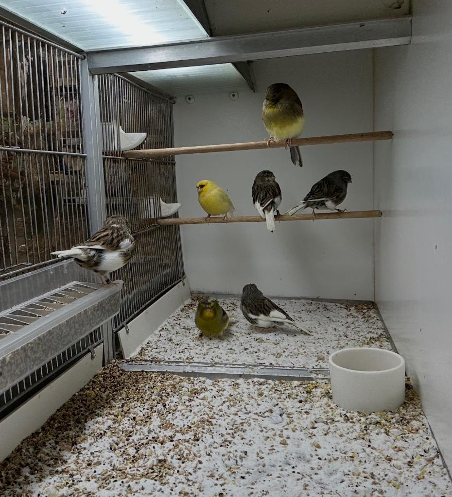 Kanarie Glosters, Dieren en Toebehoren, Meerdere dieren, Postuurkanarie