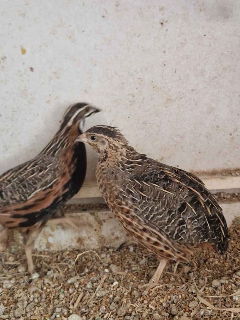 Stel HARLEKIJN KWARTELS, Meerdere dieren, Geringd