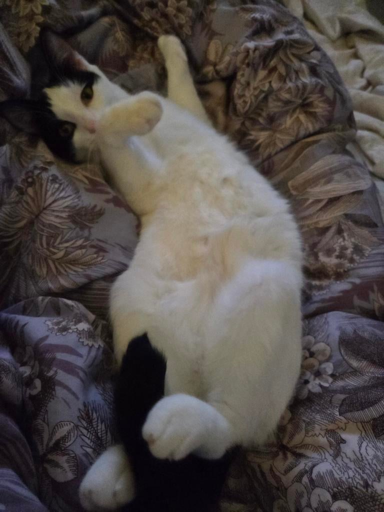 Ter adoptie  Matzi Matzi ️ ♀️, Poes, Kortharig, 0 tot 2 jaar