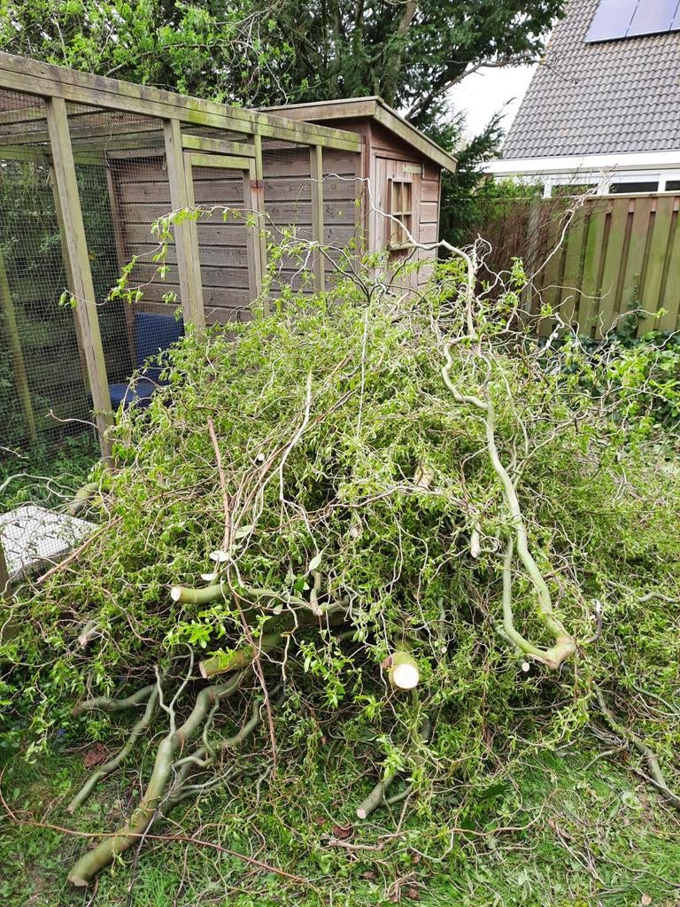 Paastakken, Ophalen, Volle zon, Overige soorten