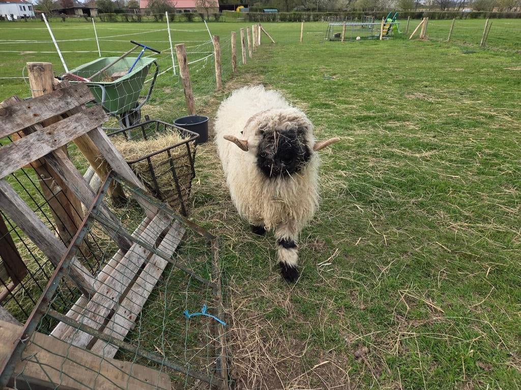 Walliser schwarznaze dekram, Dieren en Toebehoren, Schapen, Geiten en Varkens, Mannelijk, Schaap