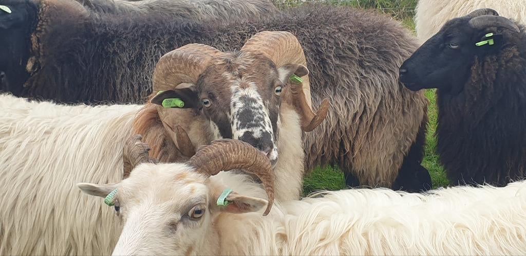 Grasland weide begrazing gezocht omg rotterdam