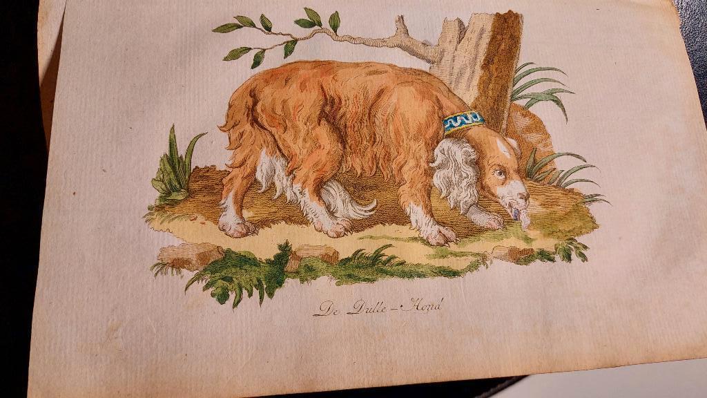 Chomel huishoudkundig handboek, Gelezen, Ophalen of Verzenden, Johannes Allart, 19e eeuw