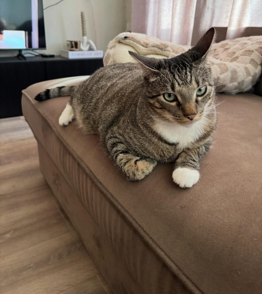 Aanhankelijke kater, Kater