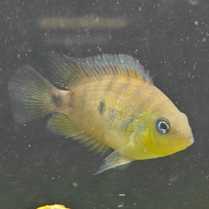 Amatitlania altoflava, Dieren en Toebehoren, Vissen | Aquariumvissen, Vis