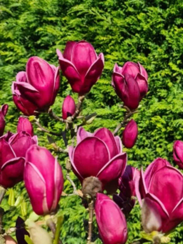 Magnolia, Tulpenboom, Beverboom in veel soorten en maten, Vaste plant, Halfschaduw, Lente, Ophalen