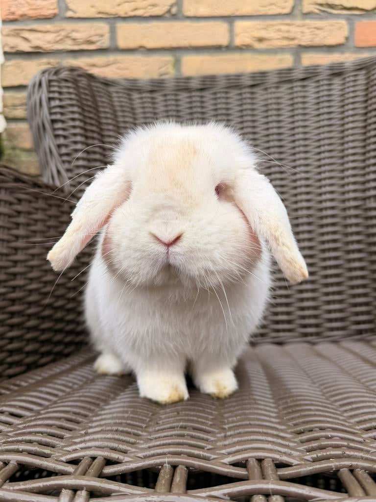 Raszuivere minilop ram, Mannelijk, Dwerg, Hangoor, 0 tot 2 jaar